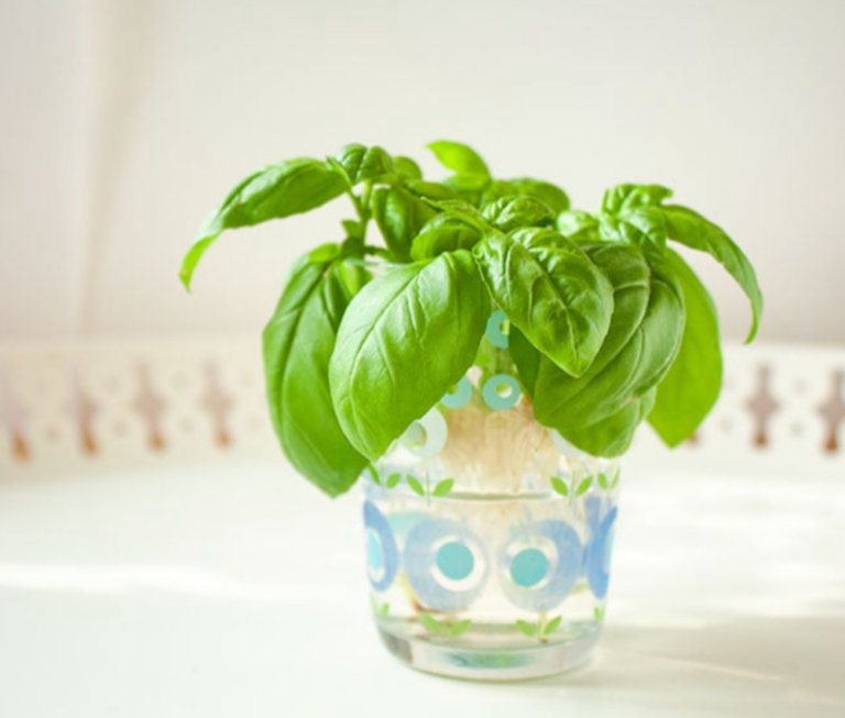 HOW TO CUT BASIL Showit Blog